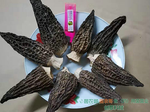 羊肚菌干品 羊肚菌干品